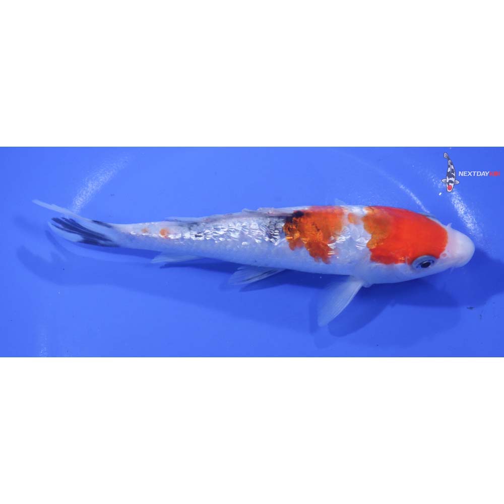 6” Imported Gin Rin Sanke