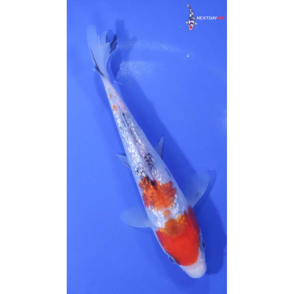 6” Imported Gin Rin Sanke