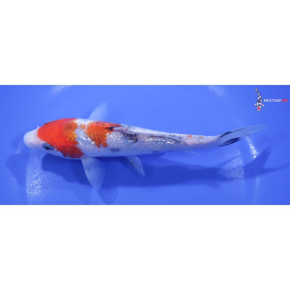 6” Imported Gin Rin Sanke