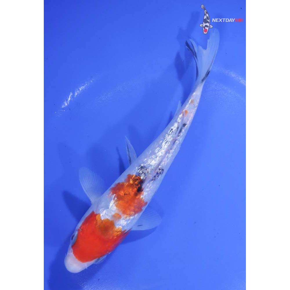 6” Imported Gin Rin Sanke
