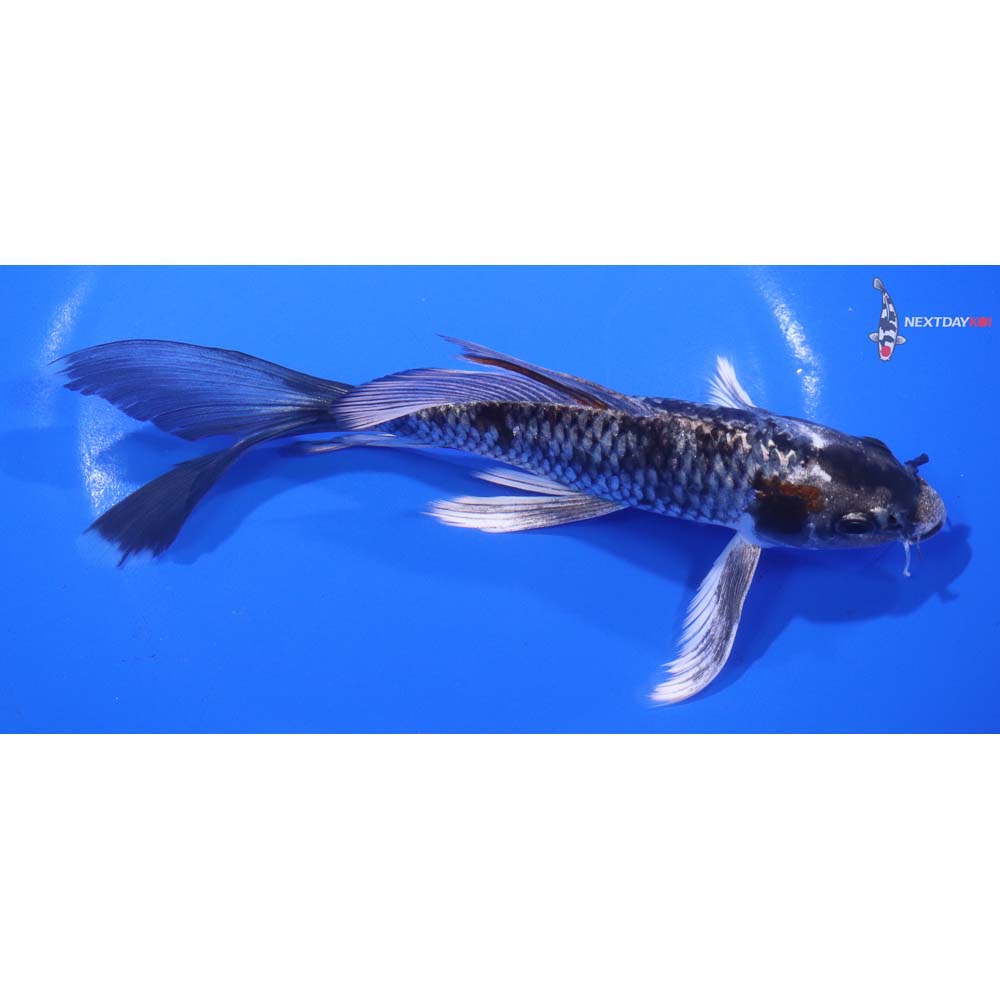 7” Imported Kujaku Butterfly Koi
