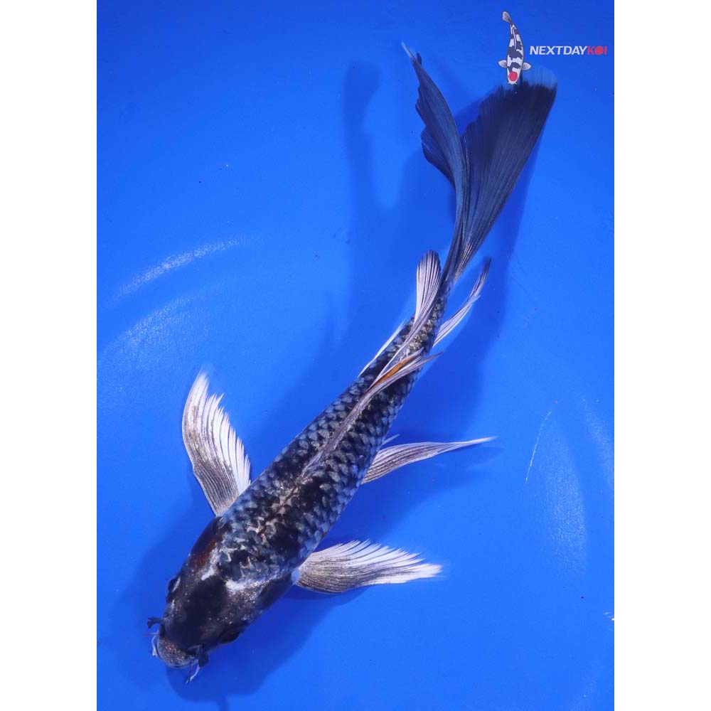 7” Imported Kujaku Butterfly Koi
