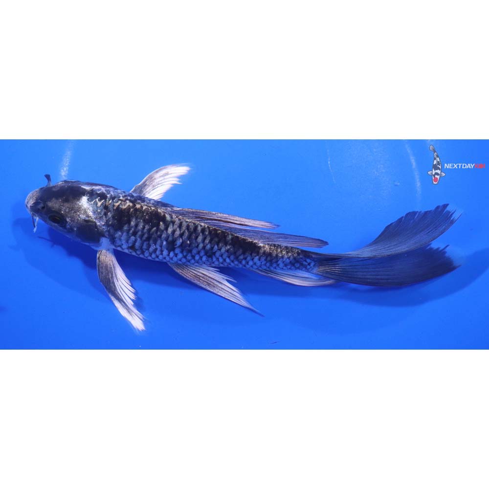 7” Imported Kujaku Butterfly Koi