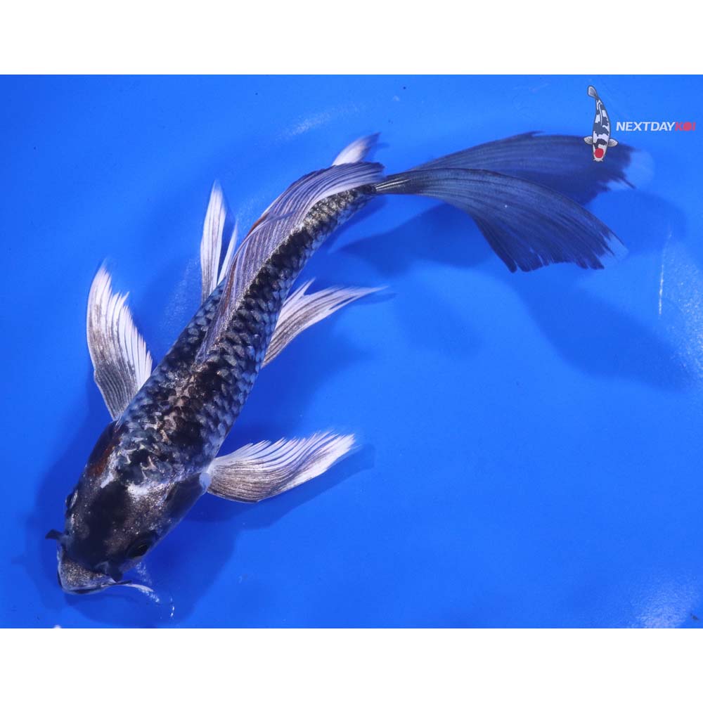 7” Imported Kujaku Butterfly Koi