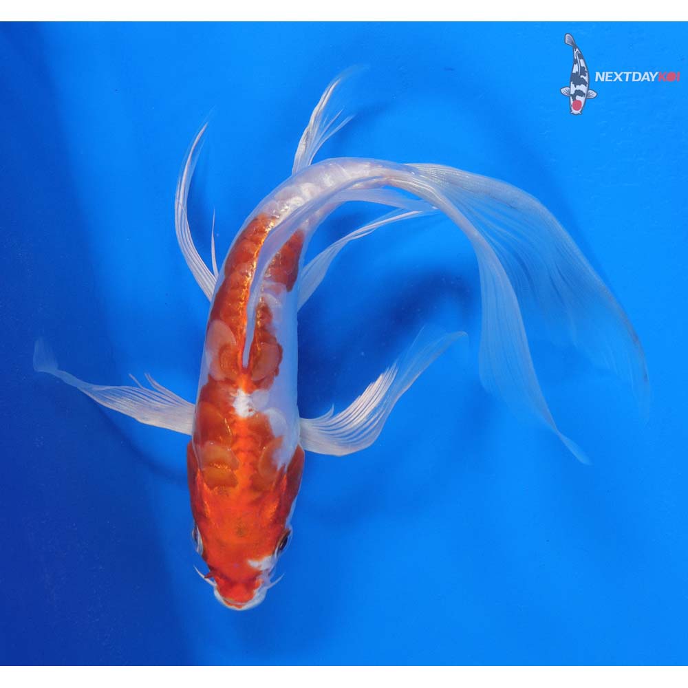 8.5” Imported Kikusui Butterfly Koi