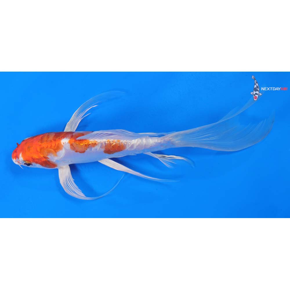 8.5” Imported Kikusui Butterfly Koi