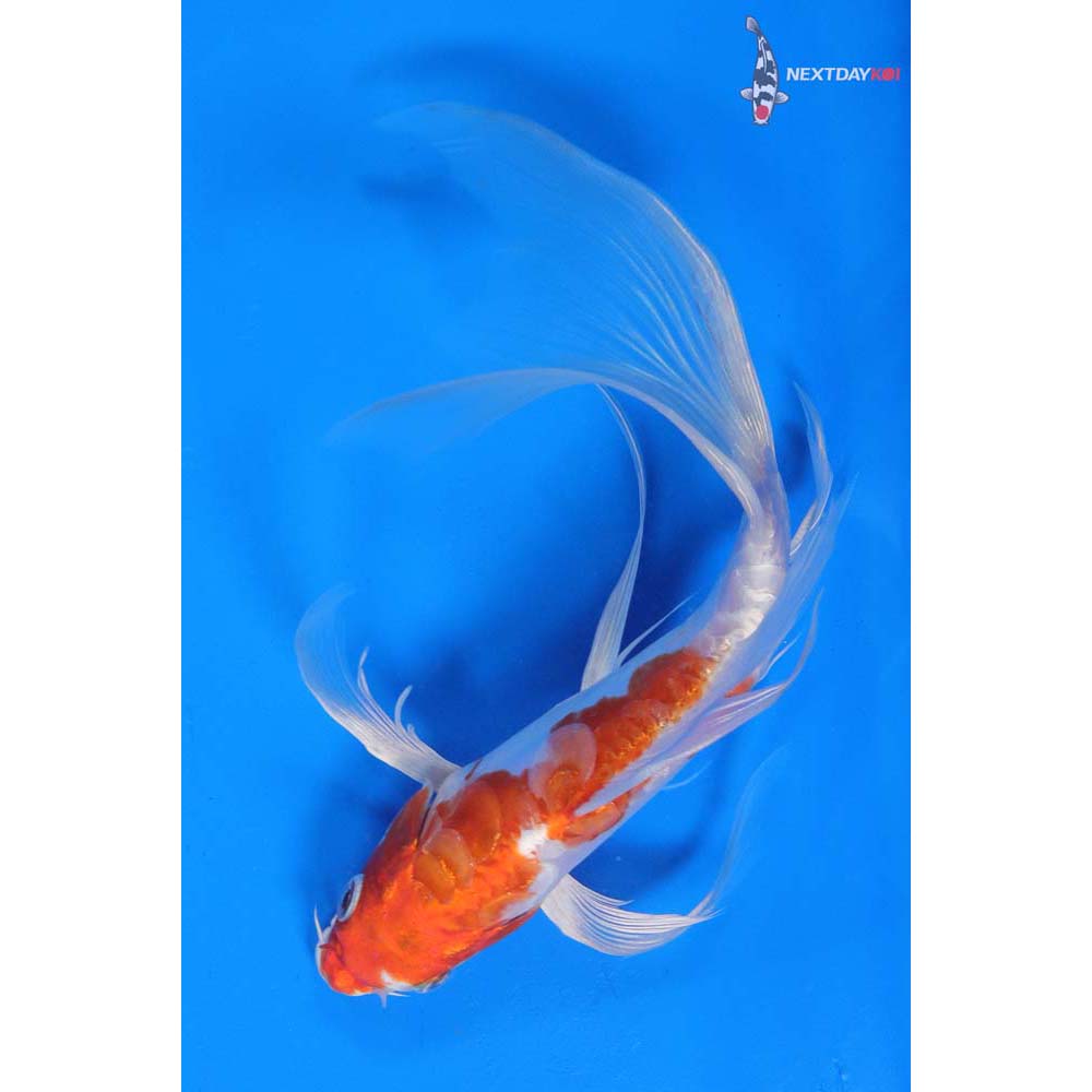 8.5” Imported Kikusui Butterfly Koi