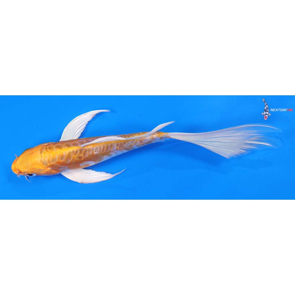 8” Imported Kikusui Butterfly Koi
