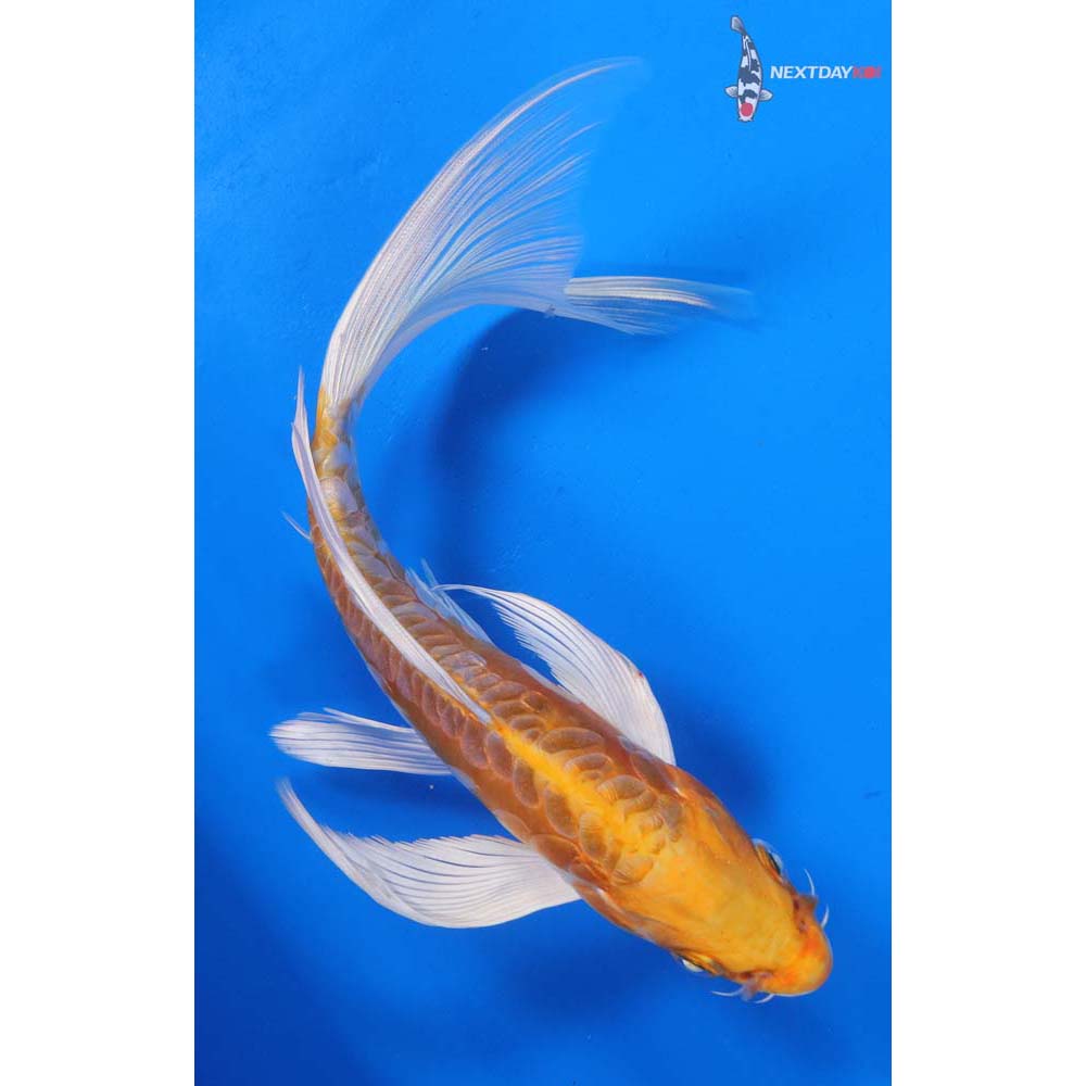 8” Imported Kikusui Butterfly Koi