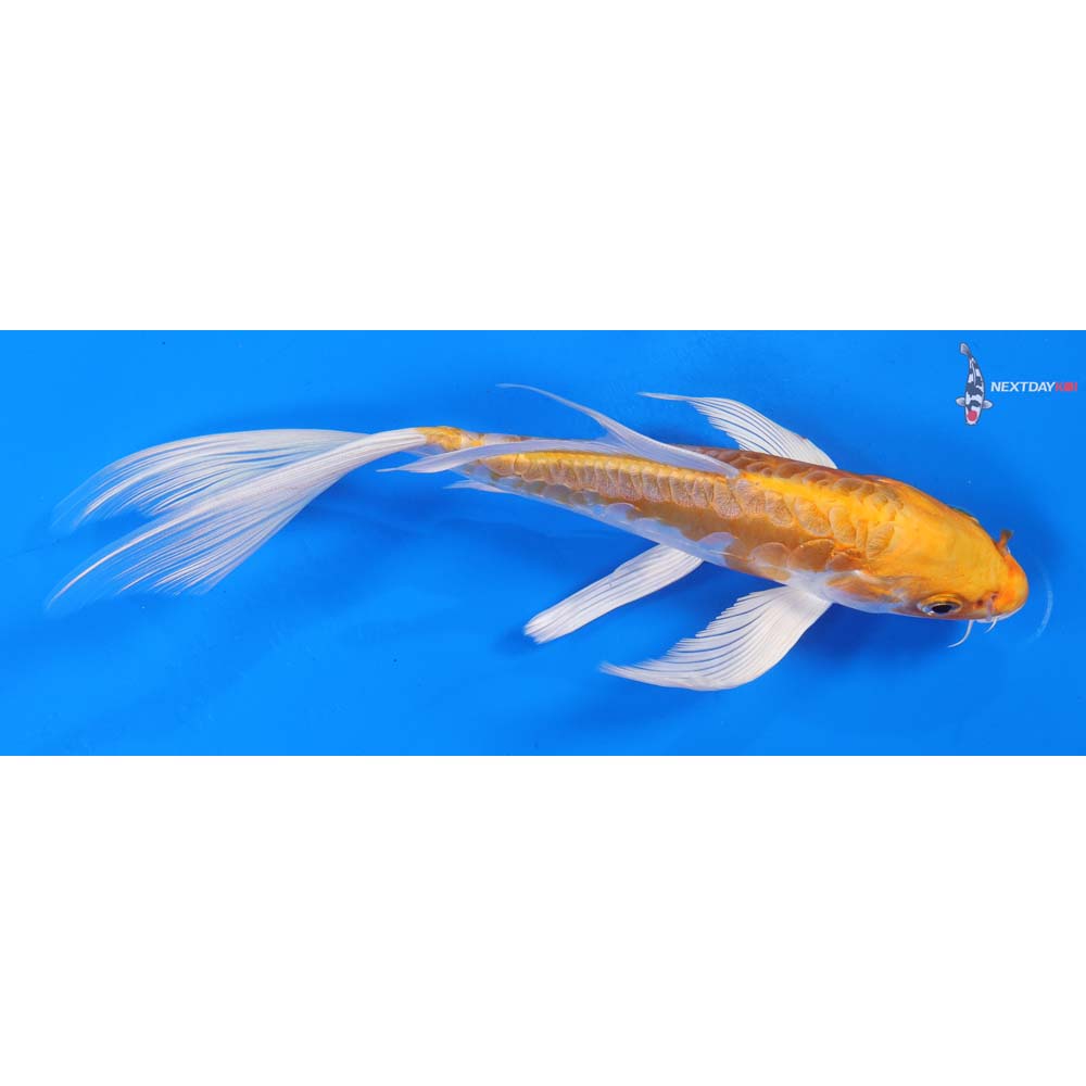 8” Imported Kikusui Butterfly Koi
