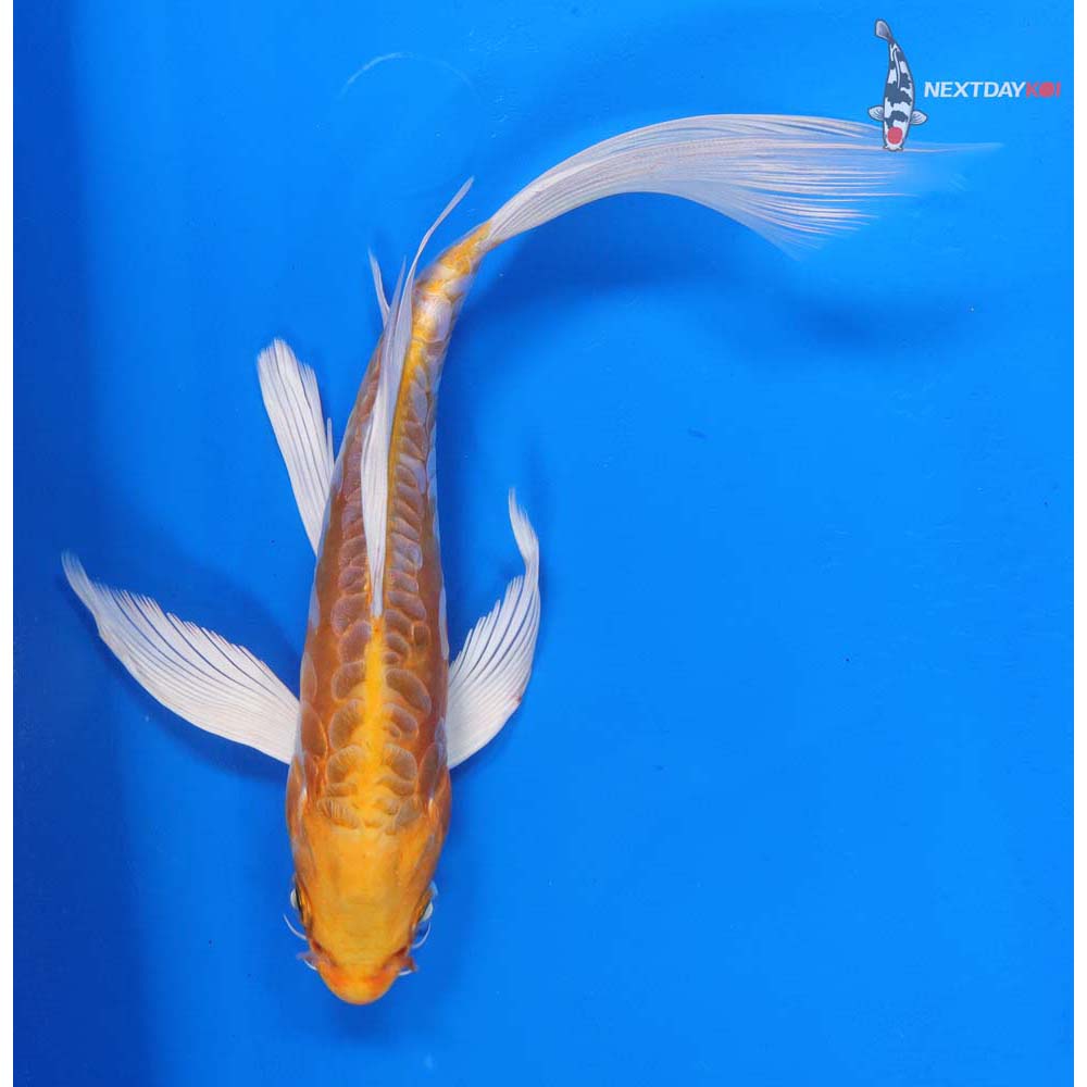 8” Imported Kikusui Butterfly Koi