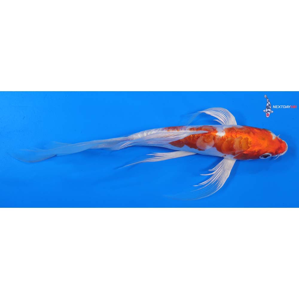 8.5” Imported Kikusui Butterfly Koi