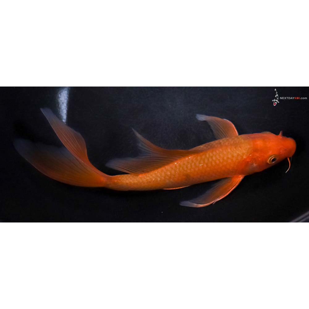 7.5” Imported Chagoi Butterfly Koi