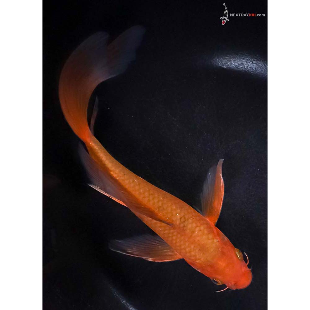 7.5” Imported Chagoi Butterfly Koi
