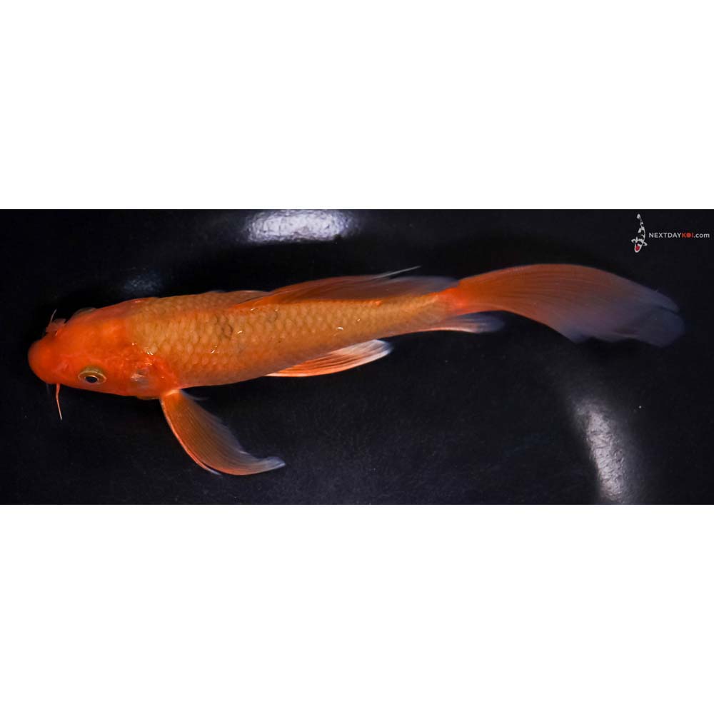 7.5” Imported Chagoi Butterfly Koi