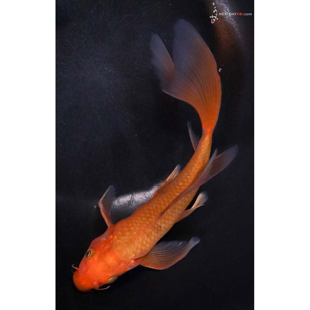 7.5” Imported Chagoi Butterfly Koi