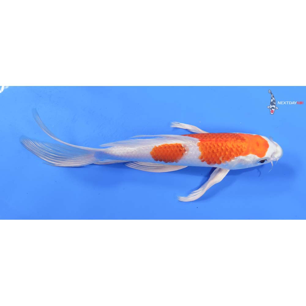 8.5” Imported Hariwake Butterfly Koi