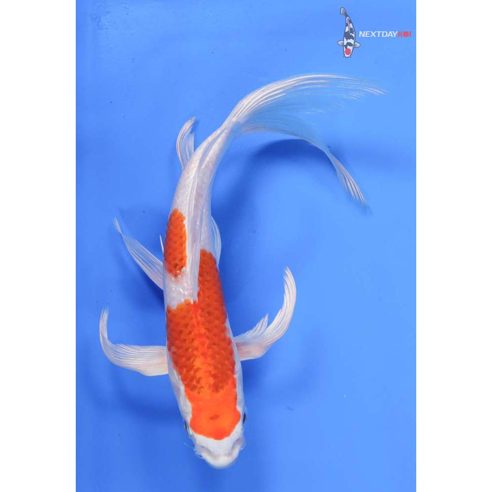 8.5” Imported Hariwake Butterfly Koi