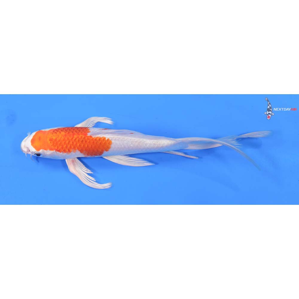 8.5” Imported Hariwake Butterfly Koi