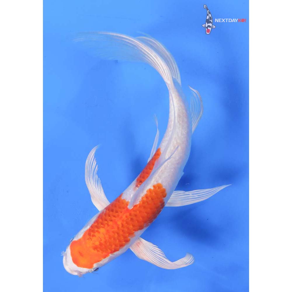 8.5” Imported Hariwake Butterfly Koi