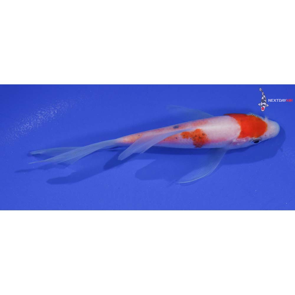 4.5” Imported Kohaku Butterfly Koi