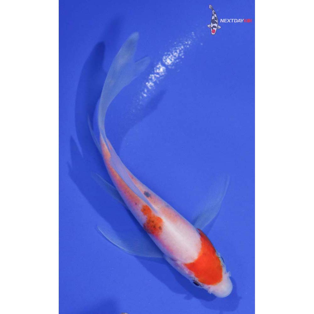 4.5” Imported Kohaku Butterfly Koi