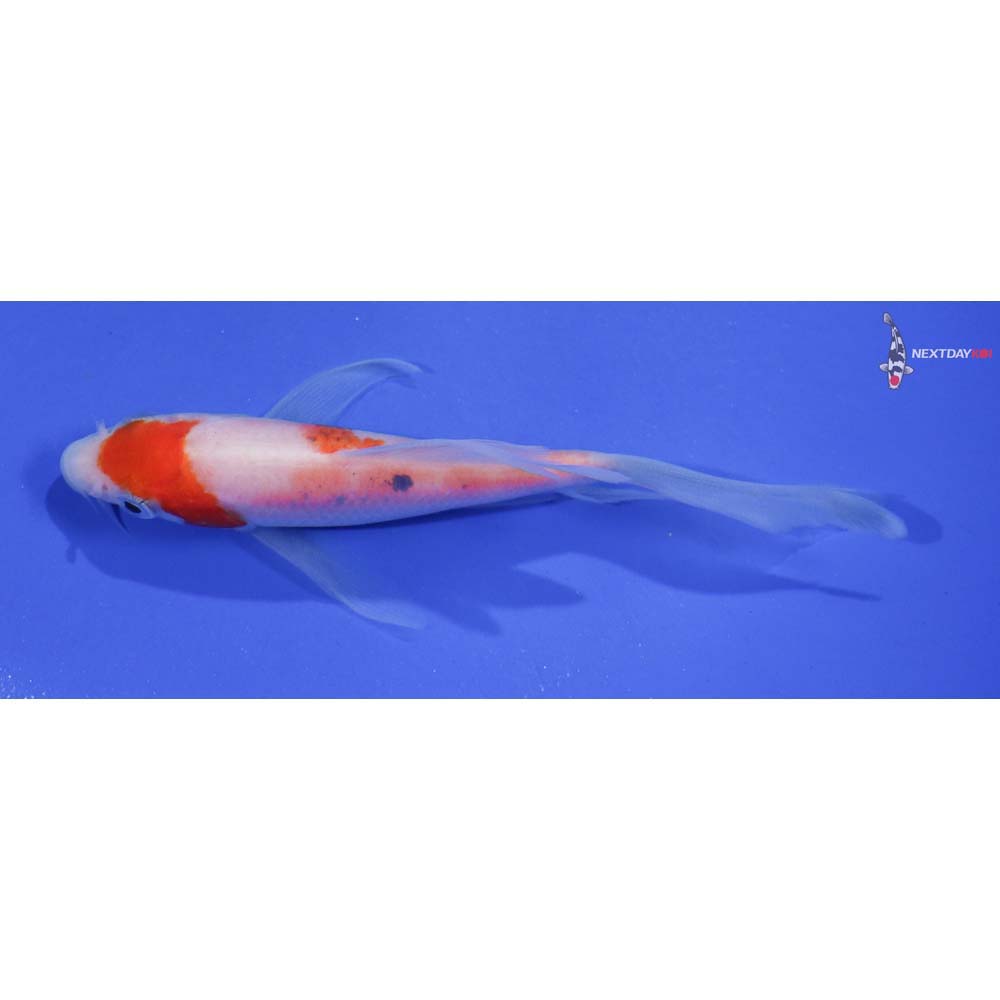 4.5” Imported Kohaku Butterfly Koi
