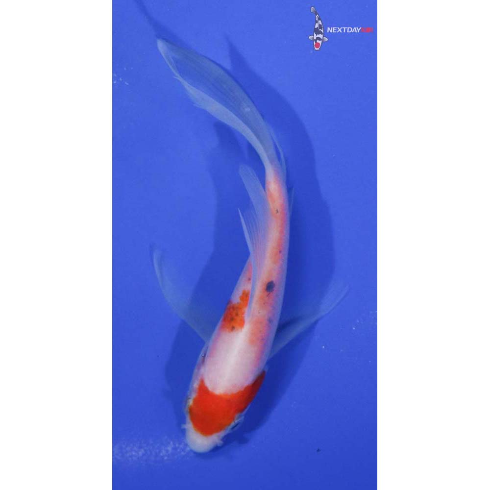 4.5” Imported Kohaku Butterfly Koi