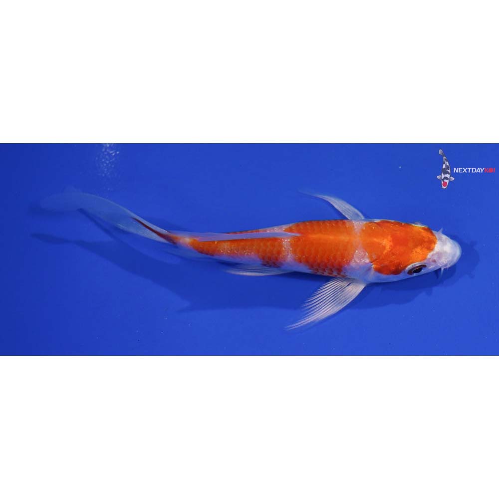 4.5” Imported Hariwake Butterfly Koi