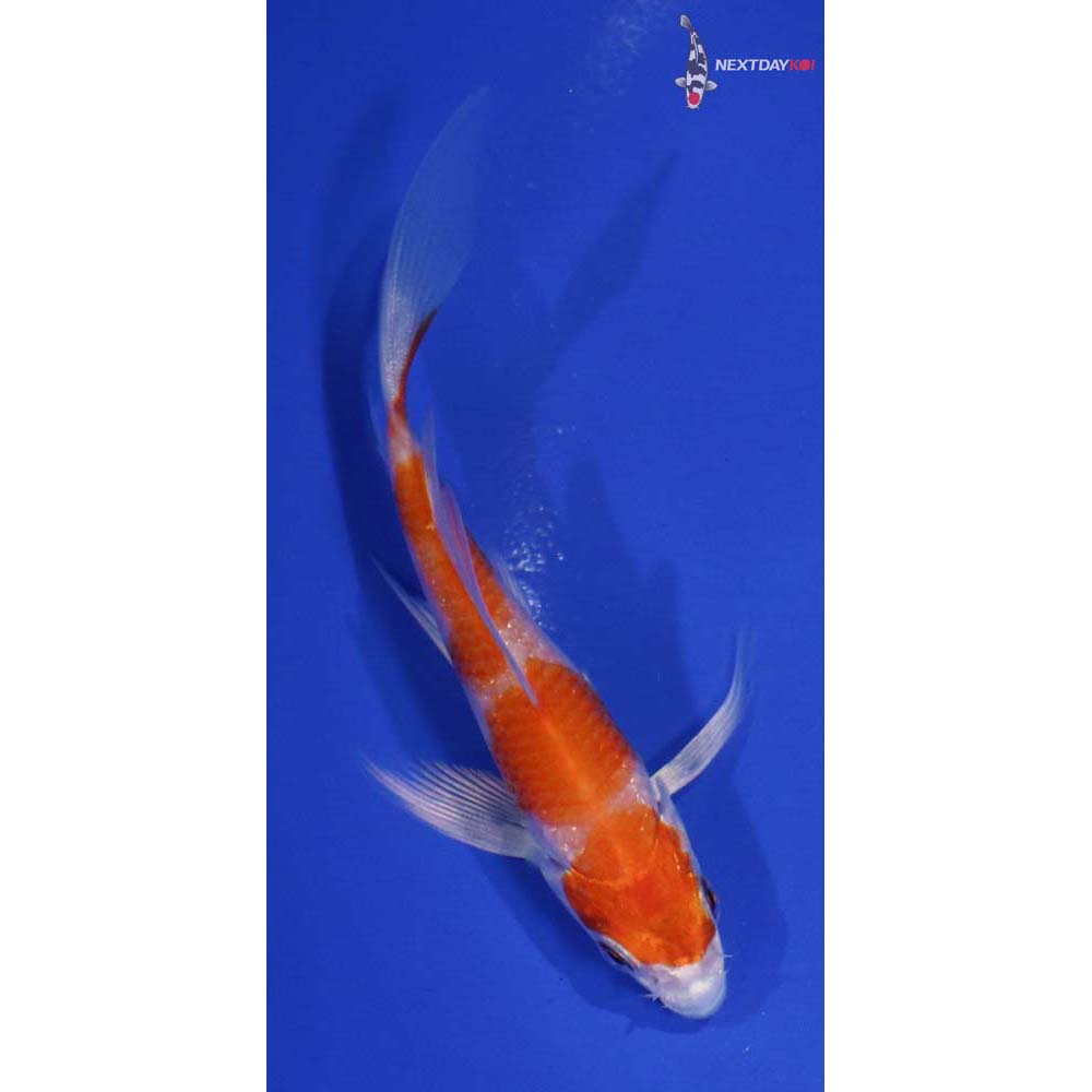 4.5” Imported Hariwake Butterfly Koi
