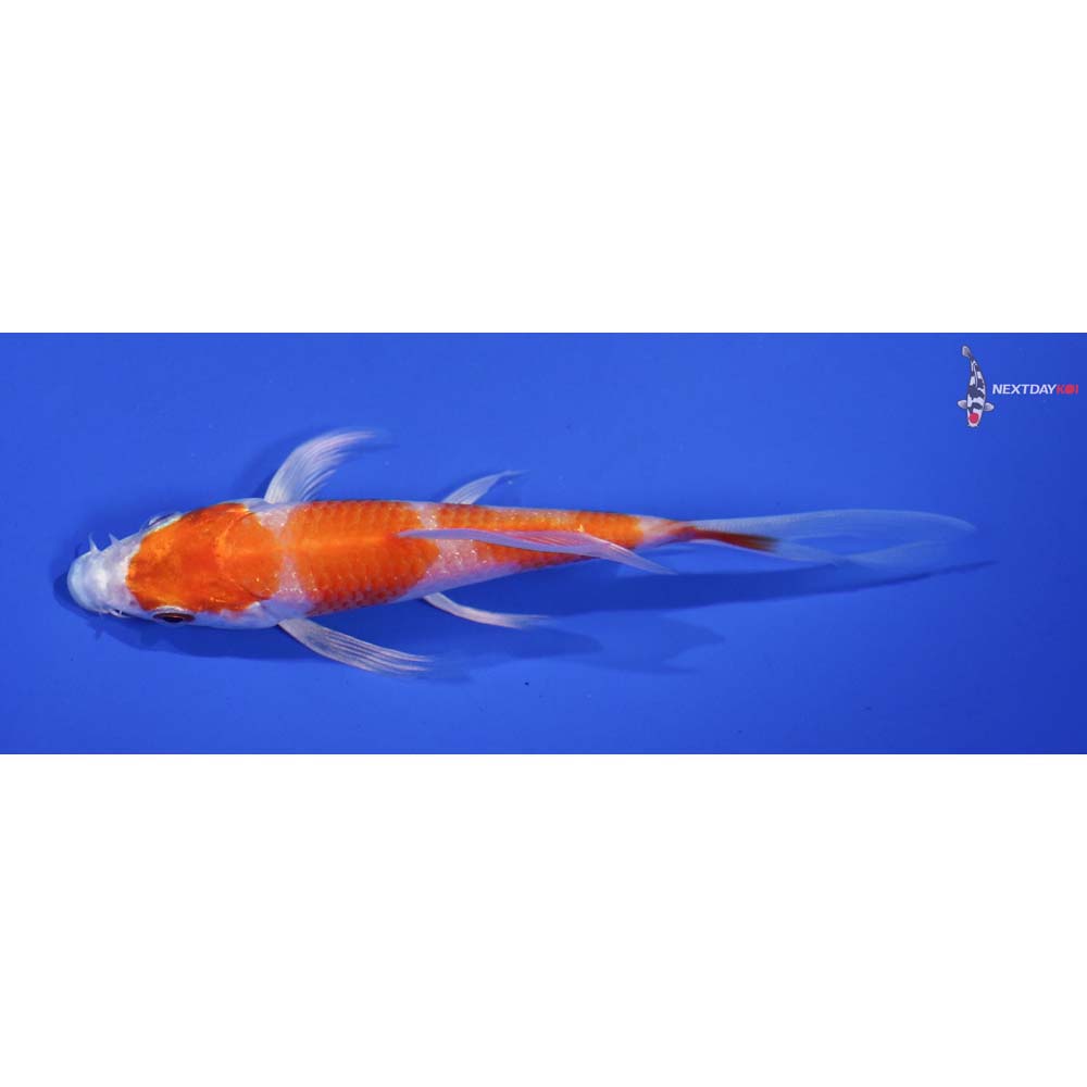 4.5” Imported Hariwake Butterfly Koi