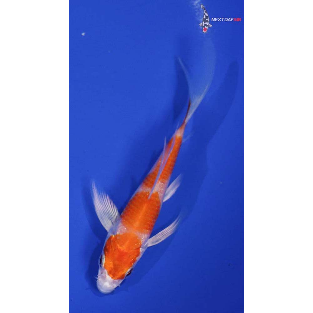4.5” Imported Hariwake Butterfly Koi