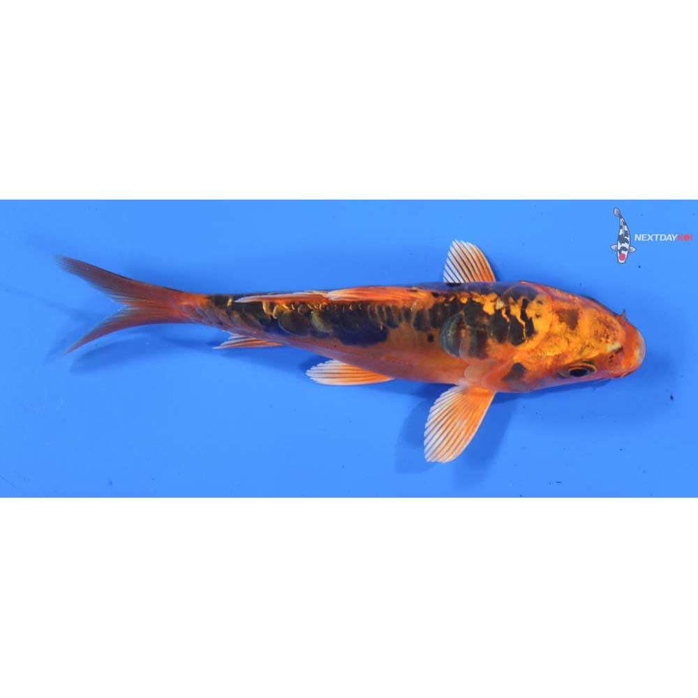 4.5” Imported Doitsu Orenji Matsuba