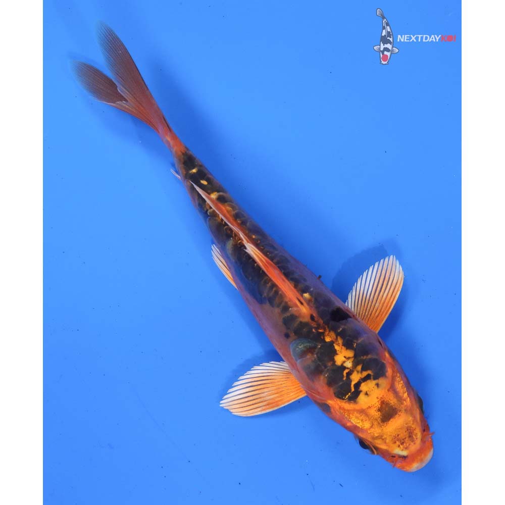 4.5” Imported Doitsu Orenji Matsuba