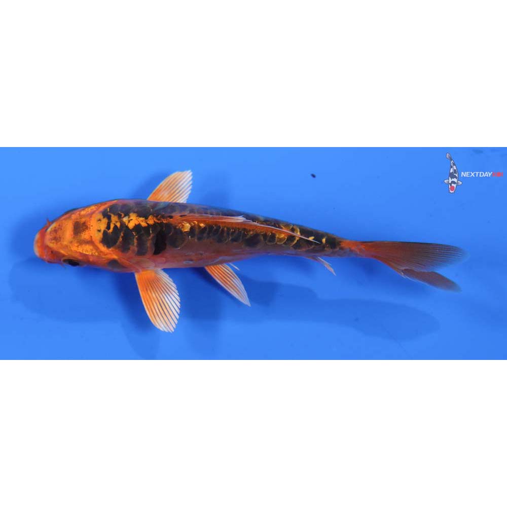 4.5” Imported Doitsu Orenji Matsuba