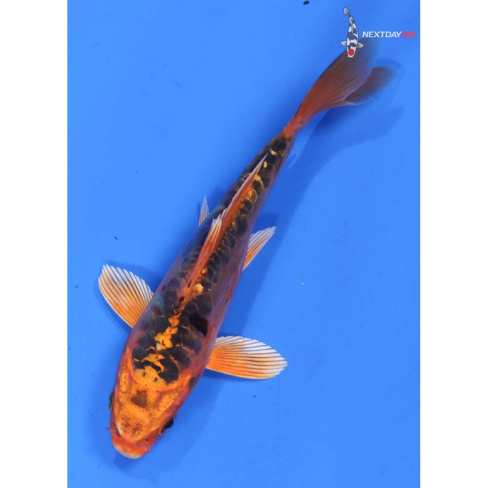4.5” Imported Doitsu Orenji Matsuba