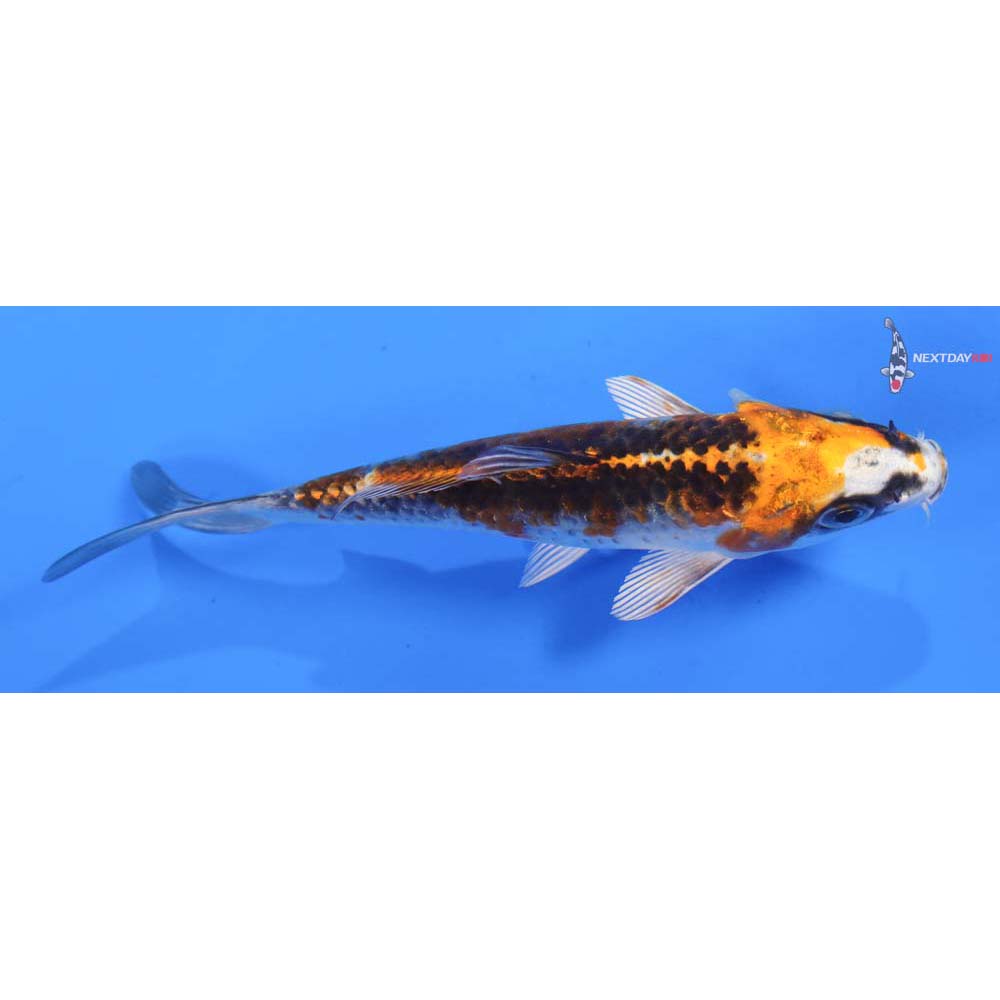 4.5” Imported Kujaku