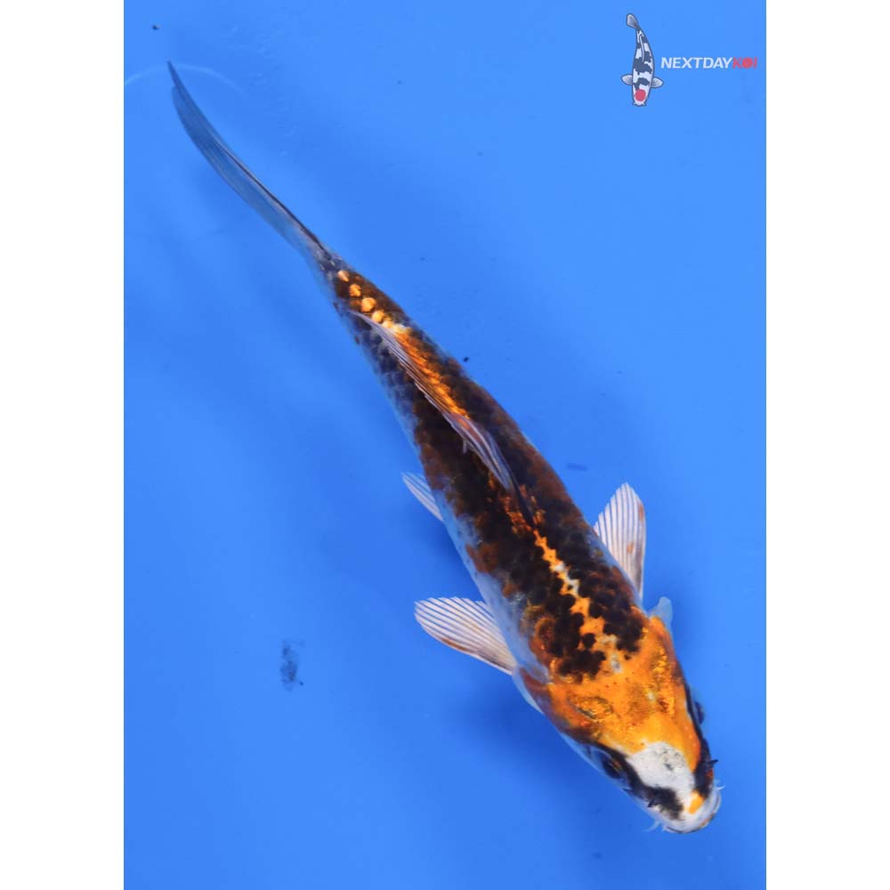 4.5” Imported Kujaku