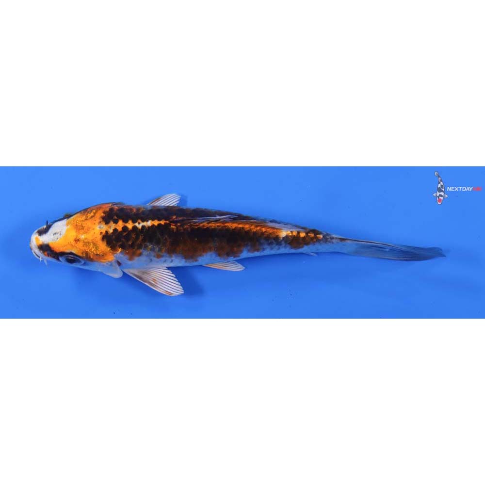 4.5” Imported Kujaku