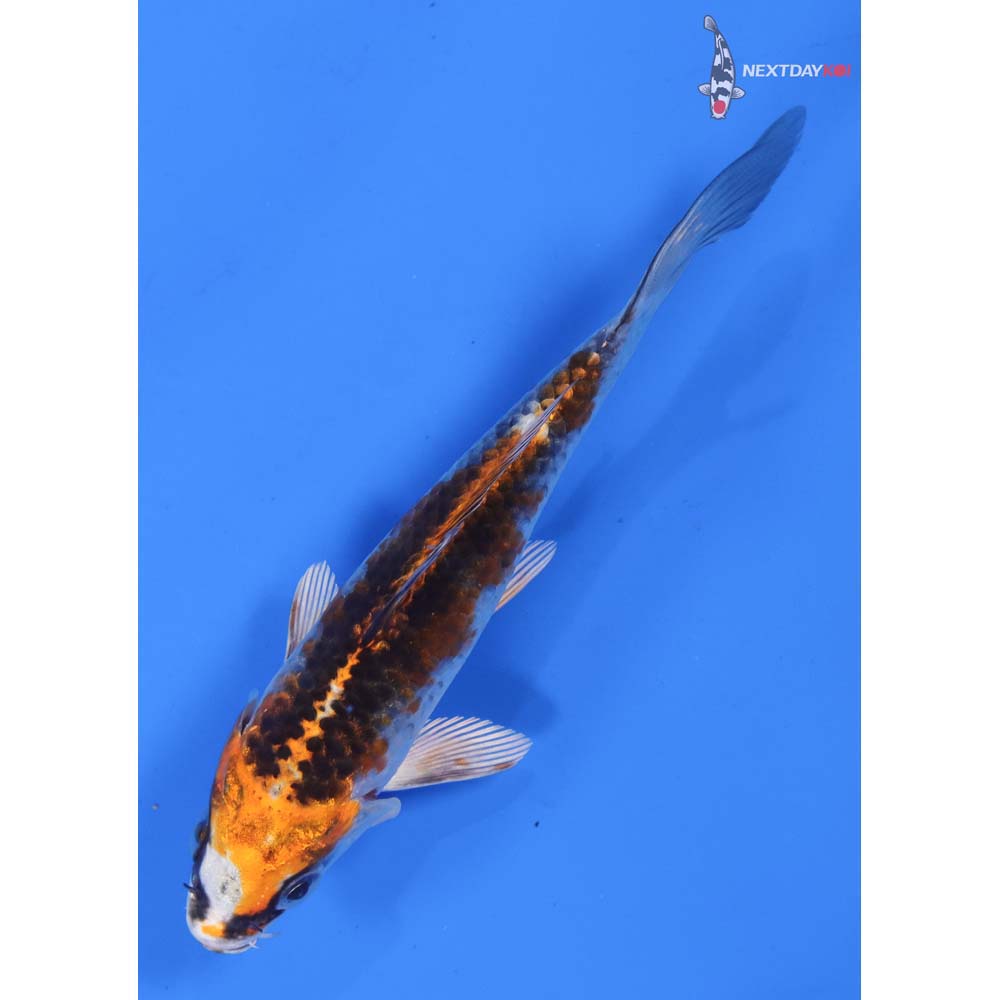 4.5” Imported Kujaku