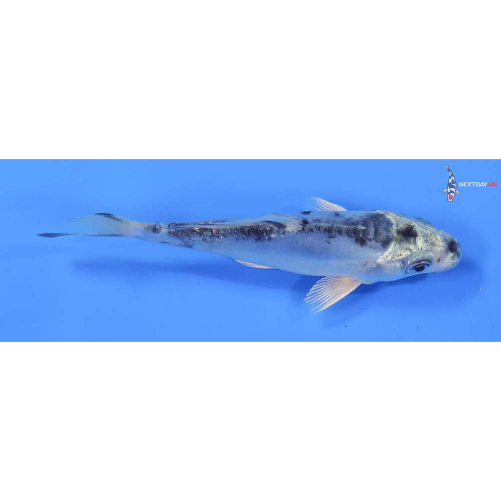 4.5” Imported Doitsu Gin Matsuba