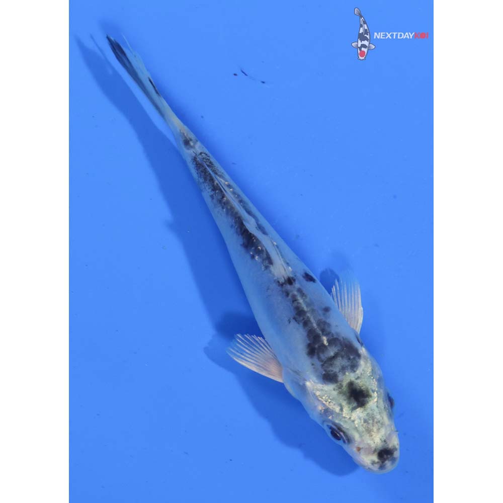4.5” Imported Doitsu Gin Matsuba