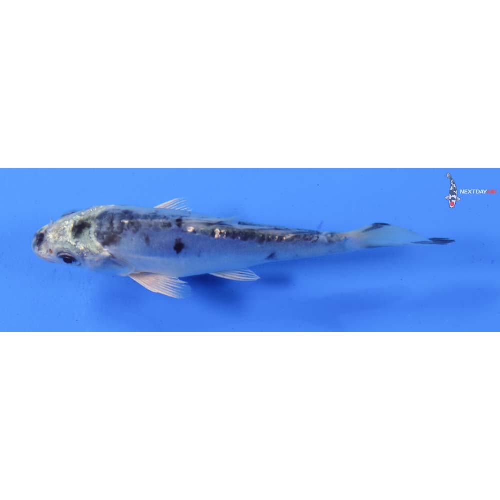 4.5” Imported Doitsu Gin Matsuba