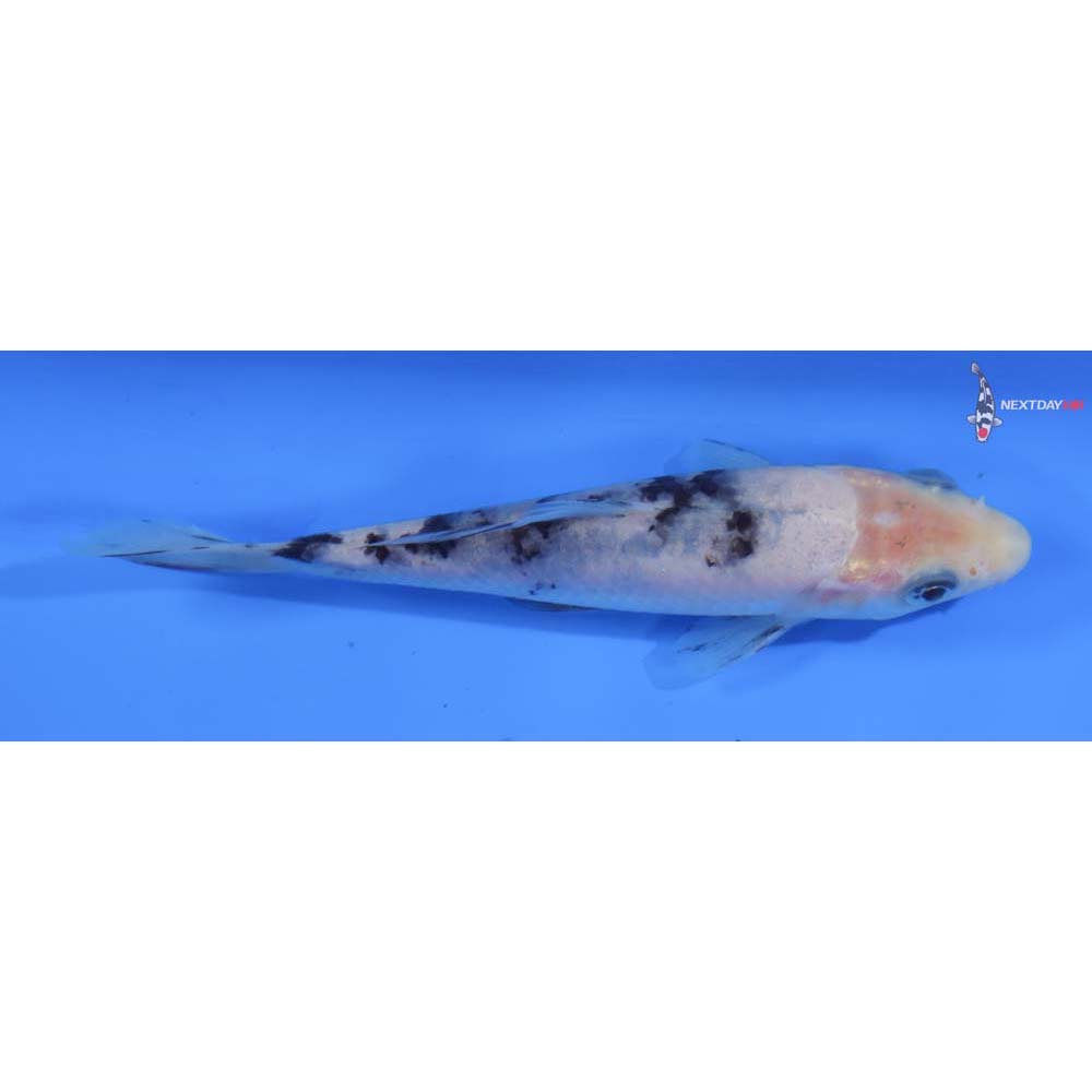 4.5” Imported Shiro Bekko
