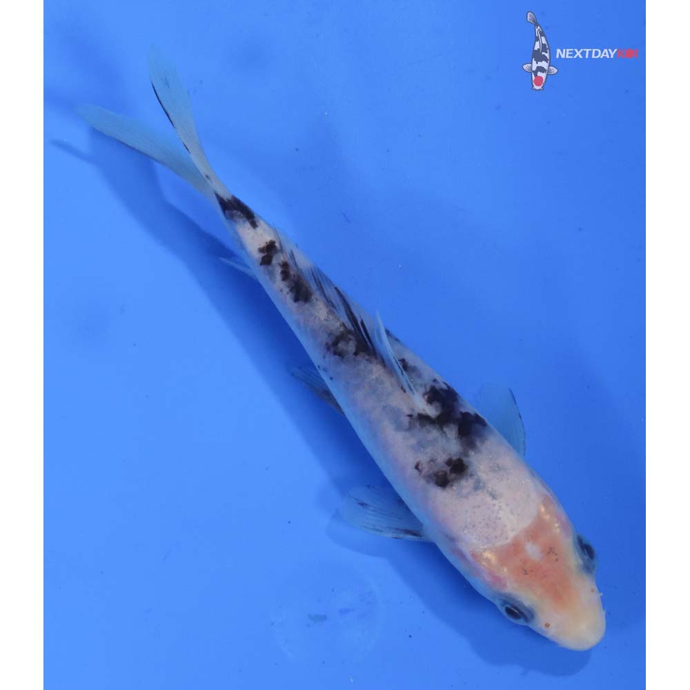 4.5” Imported Shiro Bekko