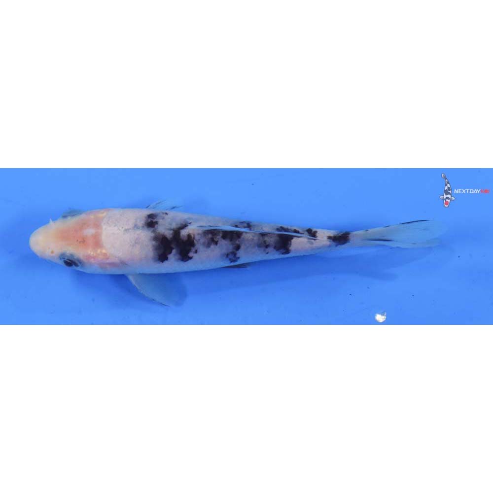 4.5” Imported Shiro Bekko
