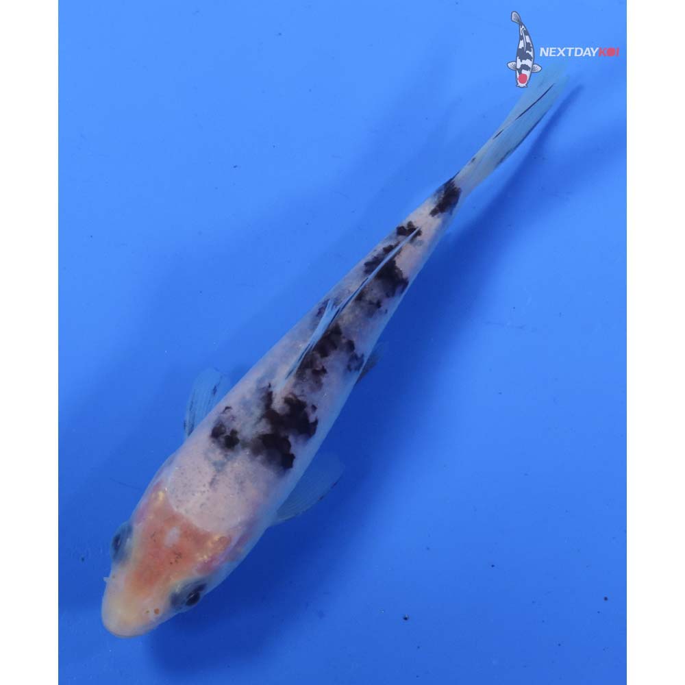 4.5” Imported Shiro Bekko