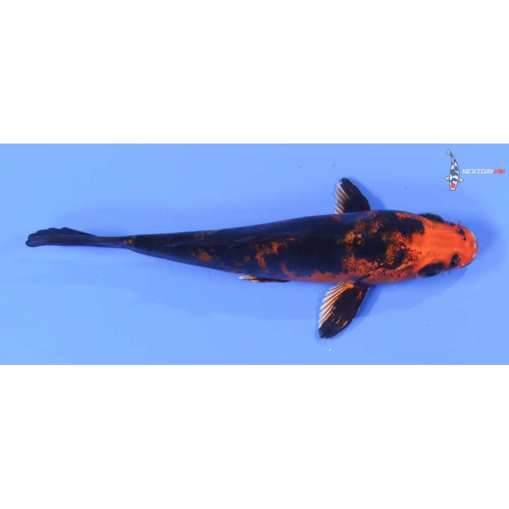 4.5” Imported Doitsu Kin Aka Bekko
