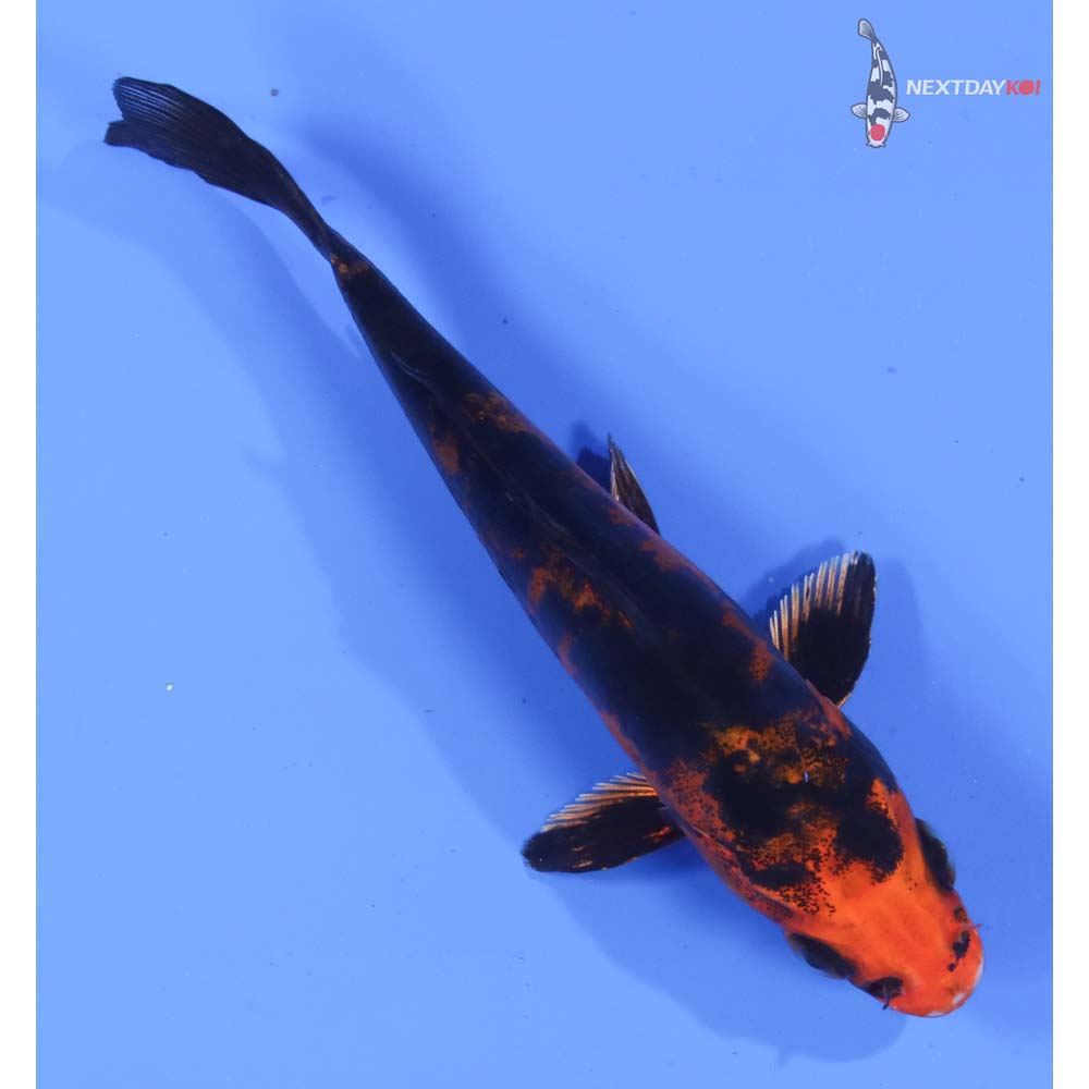 4.5” Imported Doitsu Kin Aka Bekko