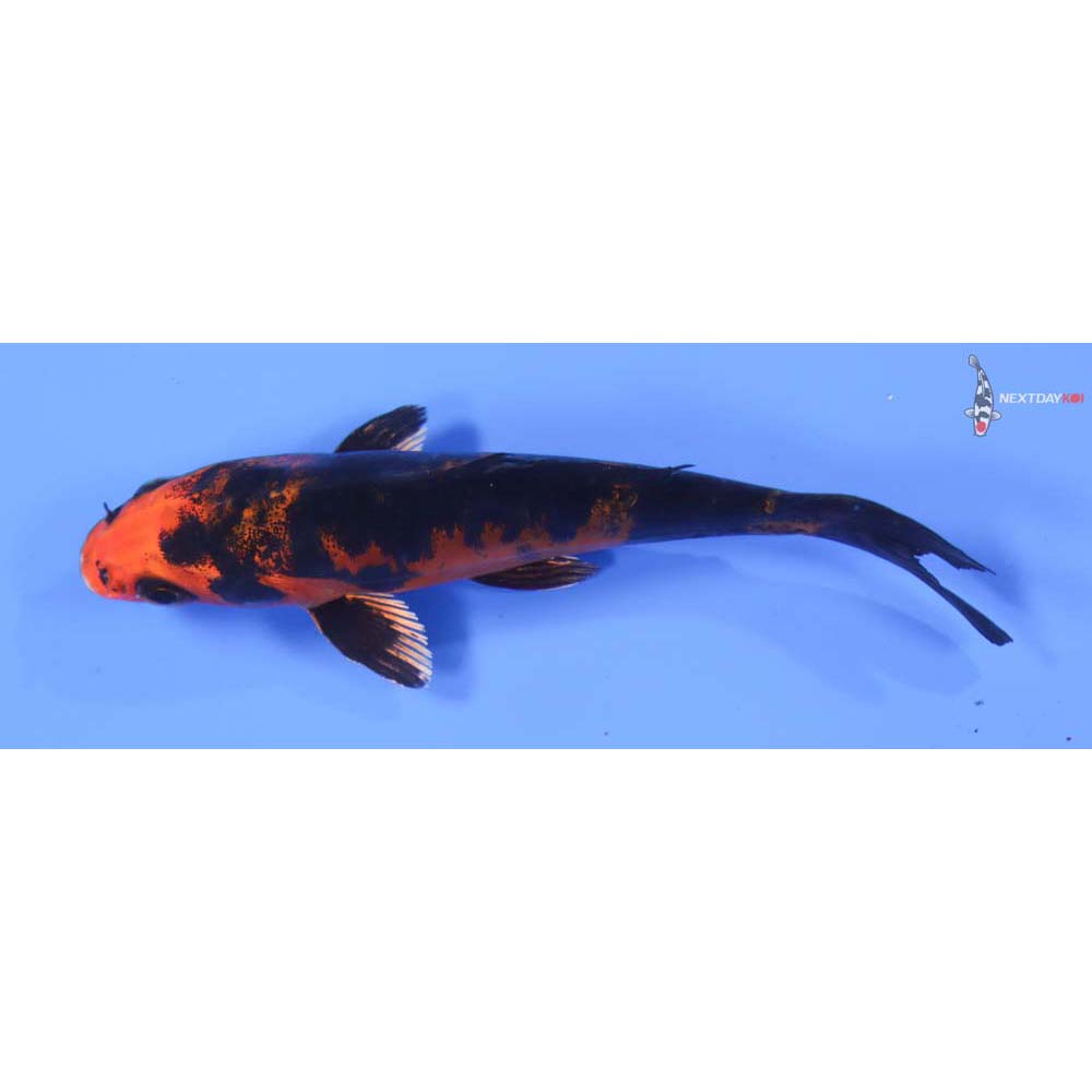 4.5” Imported Doitsu Kin Aka Bekko